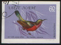 Purple-throated Sunbird (Leptocoma sperata)