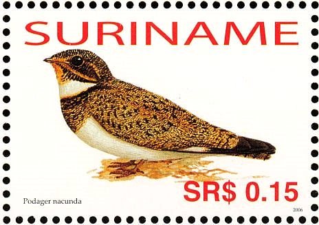 Nacunda Nighthawk    Chordeiles nacunda