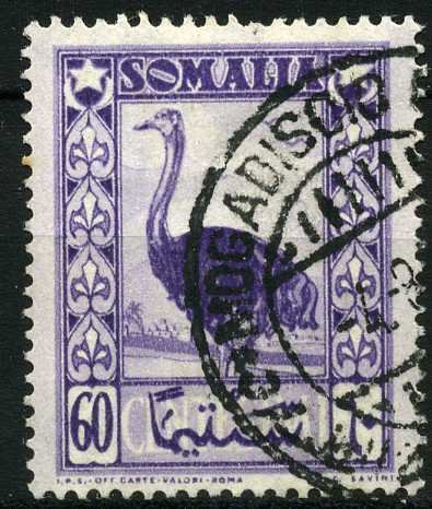 Somali Ostrich (Struthio molybdophanes)
