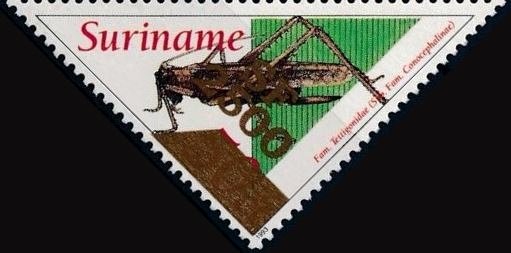 Conocephalus conocephalus (Overprinted)