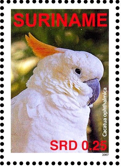 Yellow-crested Cockatoo    Cacatua sulphurea