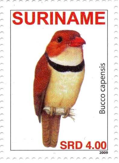 Collared Puffbird    Bucco capensis