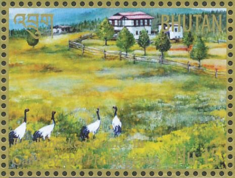 Black-necked Crane (Grus nigricollis)