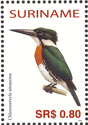 Amazon Kingfisher    Chloroceryle amazona