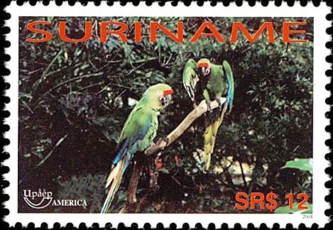 Military Macaw    Ara militaris