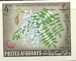 Chinese wisteria (Wisteria sinensis)
