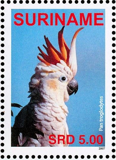 Yellow-crested Cockatoo    Cacatua sulphurea