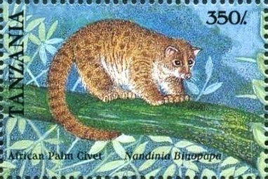 Nandinia binotata