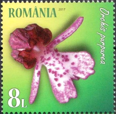 Lady orchid (Orchis purpurea)