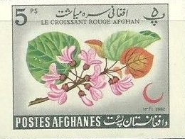 Judas tree blossoms (Cercis siliquastrum)