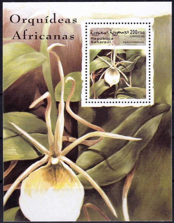 Angraecum infundibulare