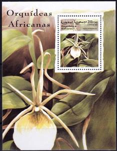 Mini Sheet, Angraecum infundibulare, Cinderellas,  , Flowers, Orchids