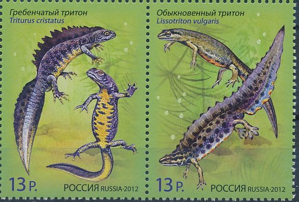 Newts