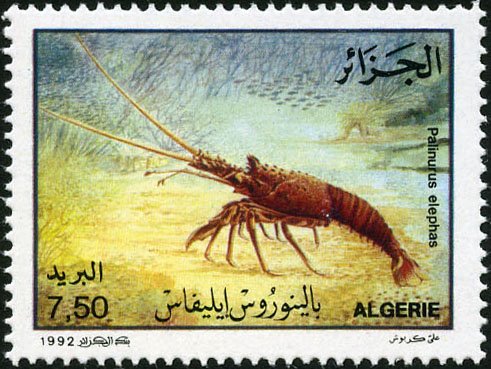 European spiny lobster (Palinurus elephas)