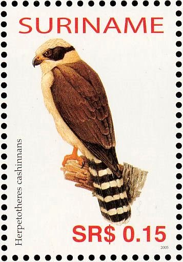 Laughing Falcon    Herpetotheres cachinnans