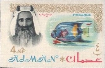 Sheik Rashid and Queen Angelfish (Holacanthus ciliaris)