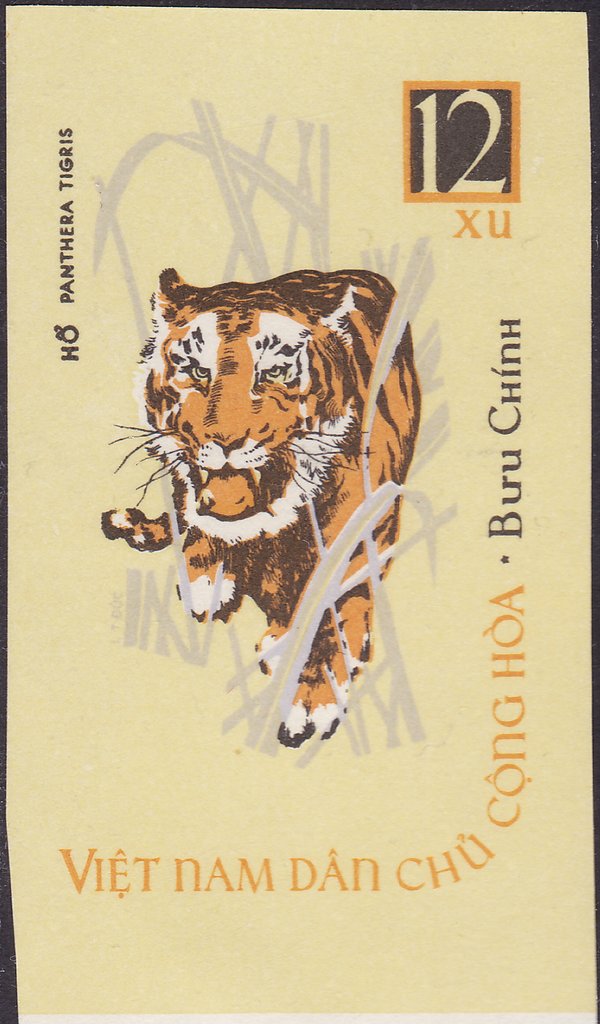 Tiger (Panthera tigris)