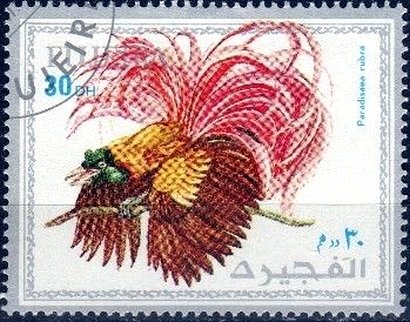 Paradisaea rubra
