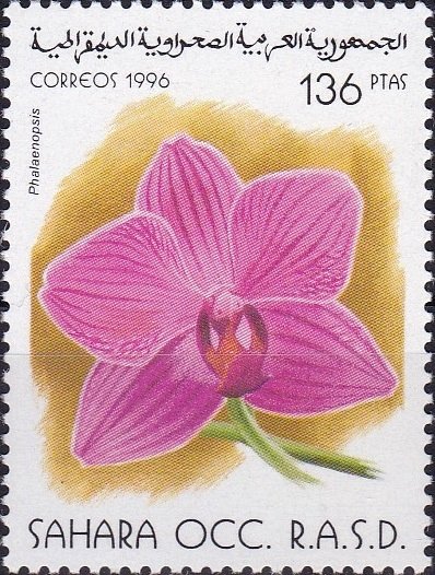 Phalaenopsis