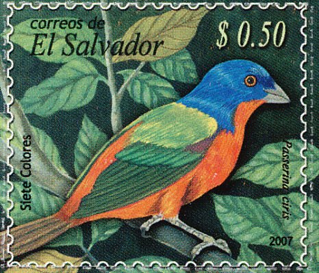 Painted Bunting (Passerina ciris)