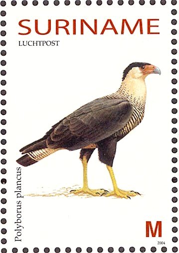 Southern Crested Caracara    Caracara plancus