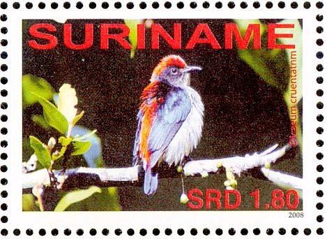 Scarlet-backed Flowerpecker    Dicaeum cruentatum