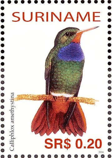 Rufous-throated Sapphire    Hylocharis sapphirina