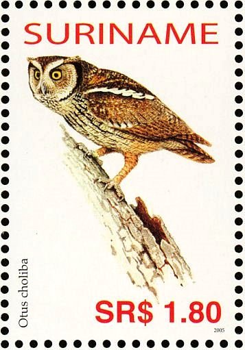 Tropical Screech Owl    Megascops choliba