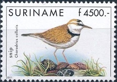 Charadrius collaris