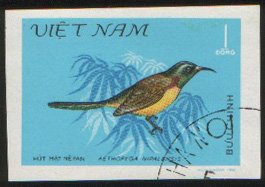 Green-tailed Sunbird (Aethopyga nipalensis)