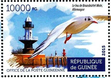 Black-headed Gull (Chroicocephalus ridibundus)