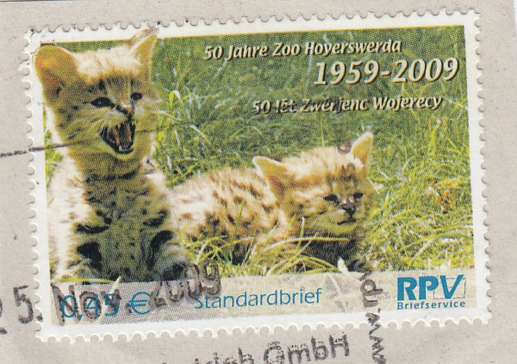 50 Years Zoo Hoyerswerda - Serval (Leptailurus serval)