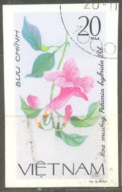 Petunia hybrida