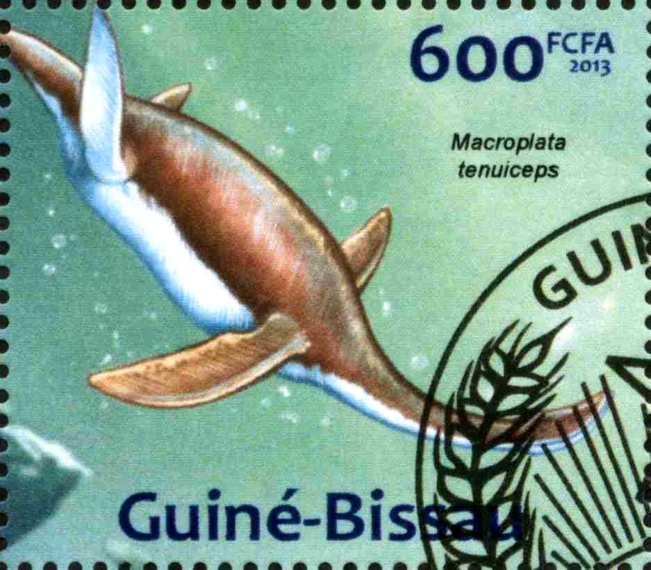 Marcoplata tenuiceps