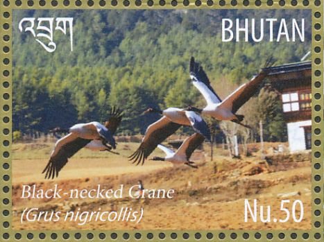 Black-necked Crane (Grus nigricollis)