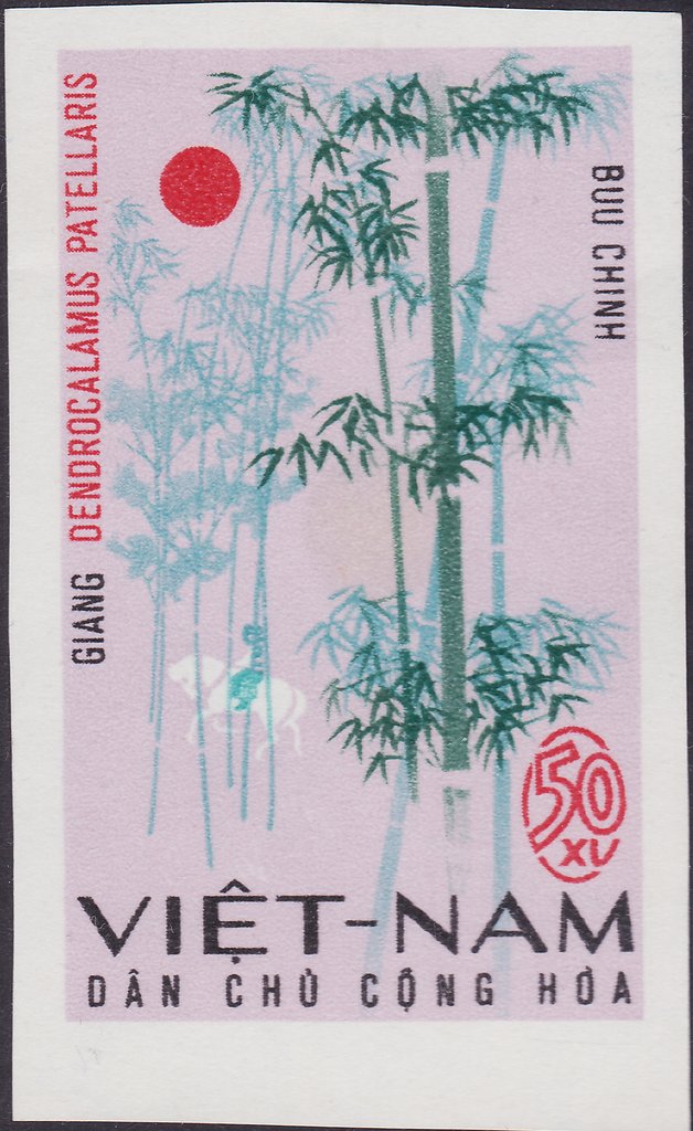 Dendrocalamus patellaris