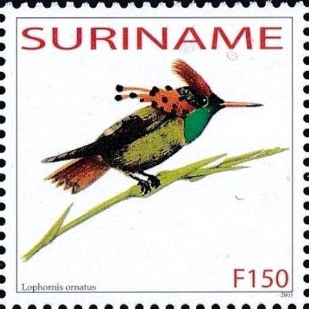Lophornis ornatus