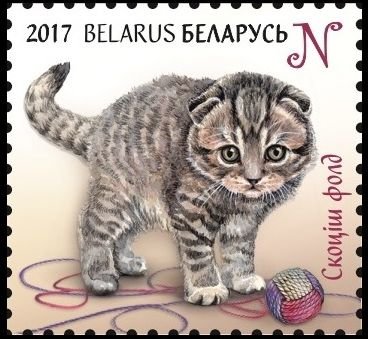Scottish Fold