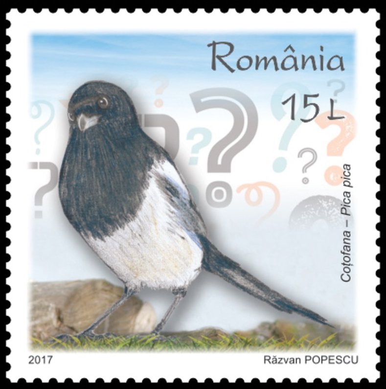 Common magpie (Pica Pica)