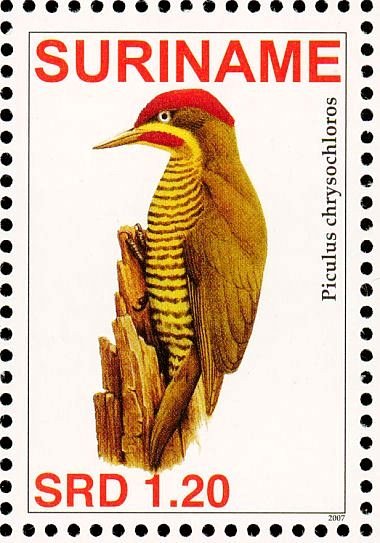 Golden-green Woodpecker    Piculus chrysochloros