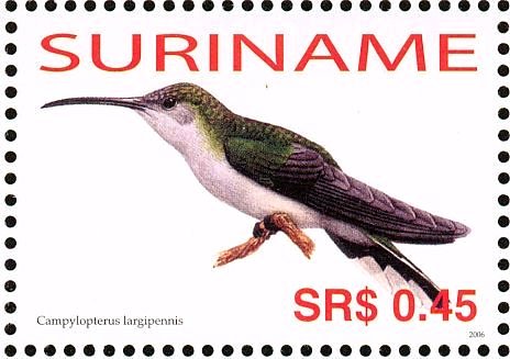 Grey-breasted Sabrewing    Campylopterus largipennis