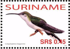 Stamp, Grey-breasted Sabrewing    Campylopterus largipennis, Suriname,  , Birds