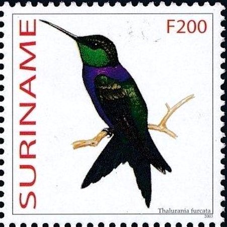 Thalurania furcata