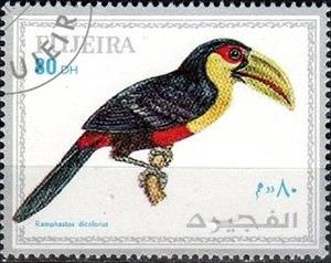 Stamp, Ramphostos dicolorus, Fujairah (Fujeira),  , Birds