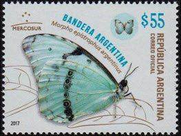 Bandera Argentina (Marpha epistraphus argentinus)