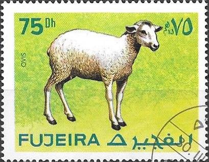 Sheep (Ovis sp.)