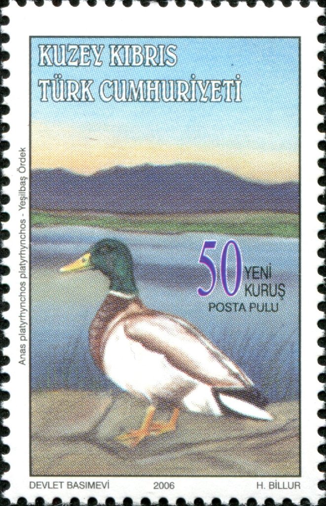 Mallard (Anas platyrhynchos platyrhynchos)