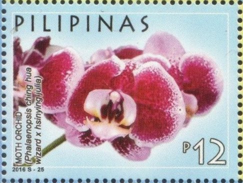 Moth Orchid