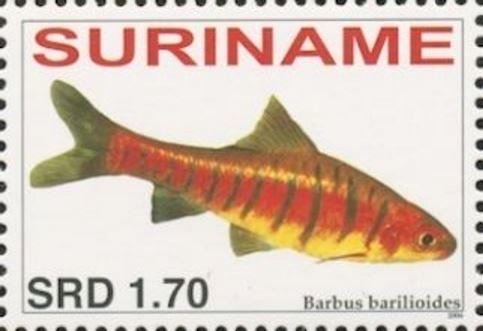 Barbus barilioides