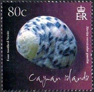 Stamp, Four-toothed Nerite (Nerita versicolor), Cayman Islands,  , Animals (Fauna), Molluscs, Sea Life, Snails and Slugs